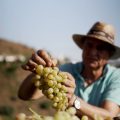 El documental «la Vid(a)» sobre la uva pasa moscatel de la Axarquía, en Andalucía Televisión