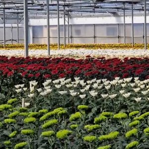 Agricultura vuelve a lanzar un spot promocional para fomentar el consumo de flores de Chipiona en la campaña de los Santos