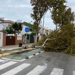 Una veintena de árboles y algunos invernaderos se vieron afectados ayer por fortísimas rachas de viento en Chipiona