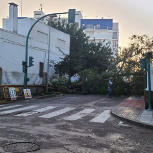 Avenidas y caminos cortados y muchos invernaderos y casi medio centenar de árboles afectados por el temporal de ayer en Chipiona