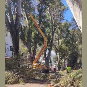 Comienzan los trabajos de poda de los eucaliptos de la avenida de Jerez para garantizar la seguridad ciudadana