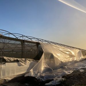 La Junta indemnizará a los floricultores de Chipiona y otras poblaciones afectados por la tormenta Bernard