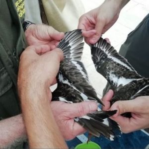 La Sociedad Gaditana de Historia Natural anillará este fin de semana aves de la colonia de vencejos moros de la lonja de Chipiona