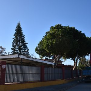 Actuaciones para combatir la procesionaria en los colegios Príncipe Felipe y Lapachar de Chipiona