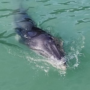 El CANS aclara que el pez que apareció en Puerto Chipiona no era un delfín sino un ballenato