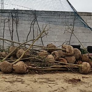 Parques y Jardines adquiere 123 árboles y 270 arbustos en maceta del vivero provincial para ser repartidos en el casco urbano de Chipiona