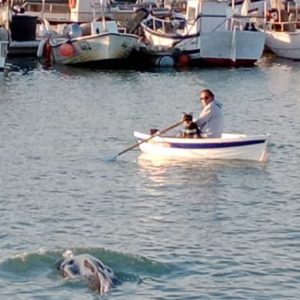 Varios delfines entran en el puerto pesquero y deportivo de Chipiona y se establecen en sus instalaciones