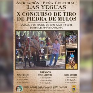 Este sábado llega el concurso de tiro de piedra por mulos en Chipiona