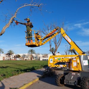 La Diputación de Cádiz subvenciona con 35.000 euros la campaña de poda 2024 en Chipiona