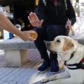 Los perros guía de la ONCE en Sevilla piden que no los distraigas con alimentos