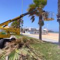 En marcha la poda de 778 palmeras que forman parte del arbolado urbano de Chipiona