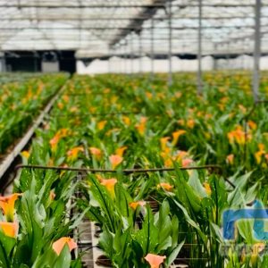 La Delegación de Agricultura fomenta el consumo flores de Chipiona en la campaña de los Santos con el lanzamiento de un spot promocional