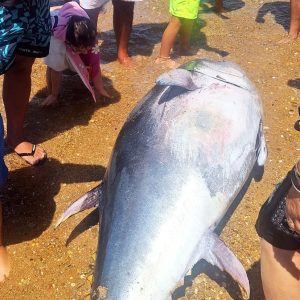 Aparece en la Playita del Muelle de Chipiona un atún de 200 kilos