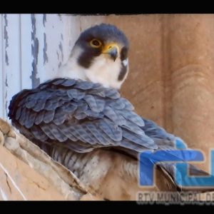 El halcón peregrino del faro de Chipiona tendrá una nueva caja nido